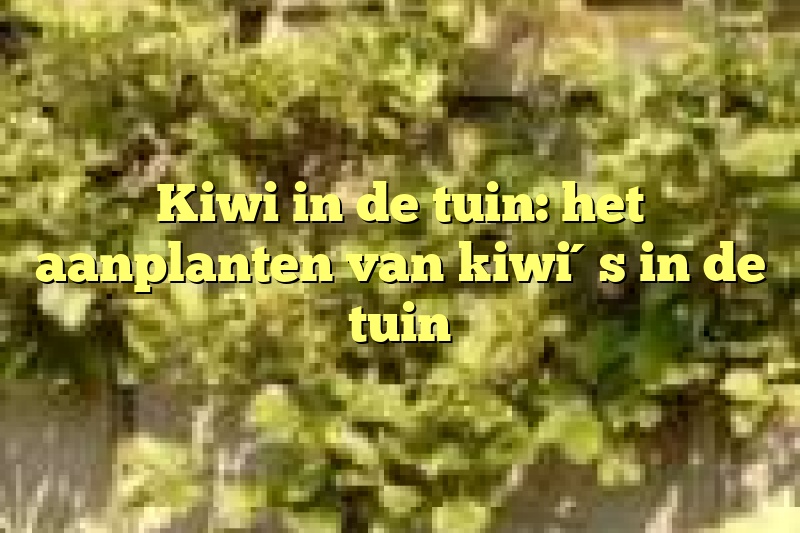 Kiwi in de tuin: het aanplanten van kiwi´s in de tuin